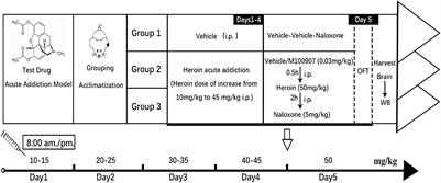 Blockade of 5-Hydroxytryptamine 2A Receptor Attenuates Precipitation of Naloxone-Induced Withdrawal Symptoms in Opioid-Exposed Mice
